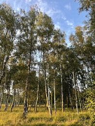 Wald, Baum. Bäume © Amt Siek